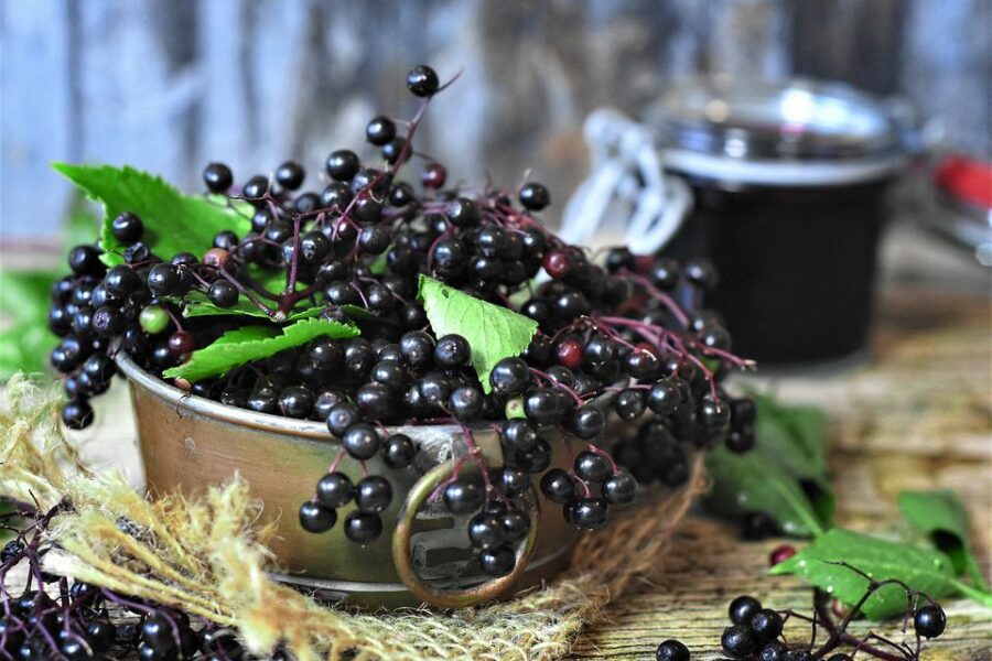 7 Delicious Blue Fruits with Powerful Health Benefits